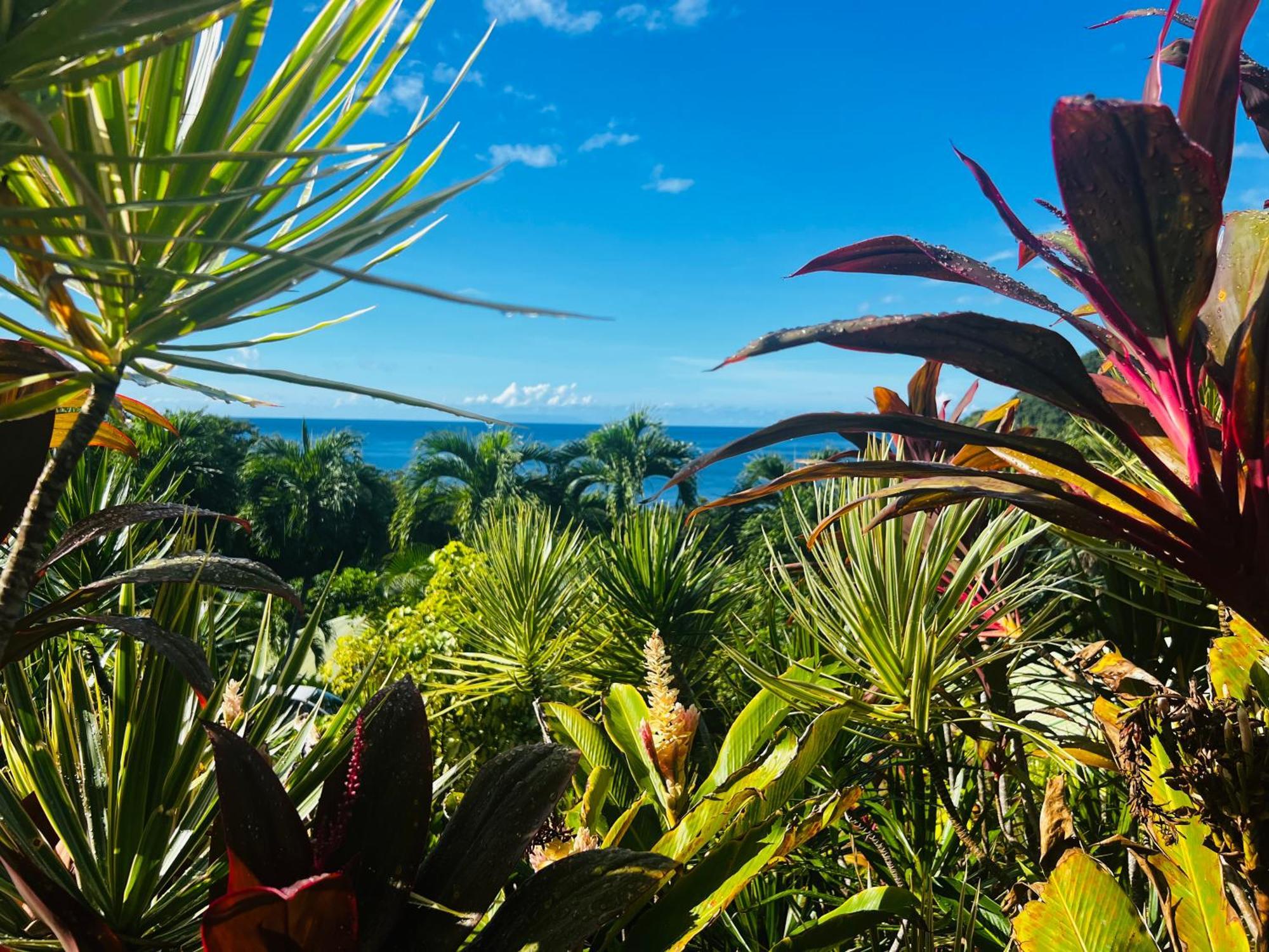 Vue Mer/3Beds/Piscine/Wifi/900 Metres De La Plage Deshaies Dış mekan fotoğraf